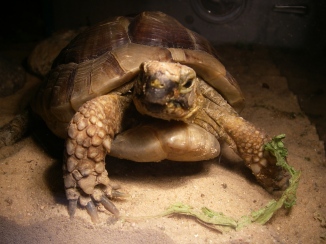 Suarez - Biting Turtle
